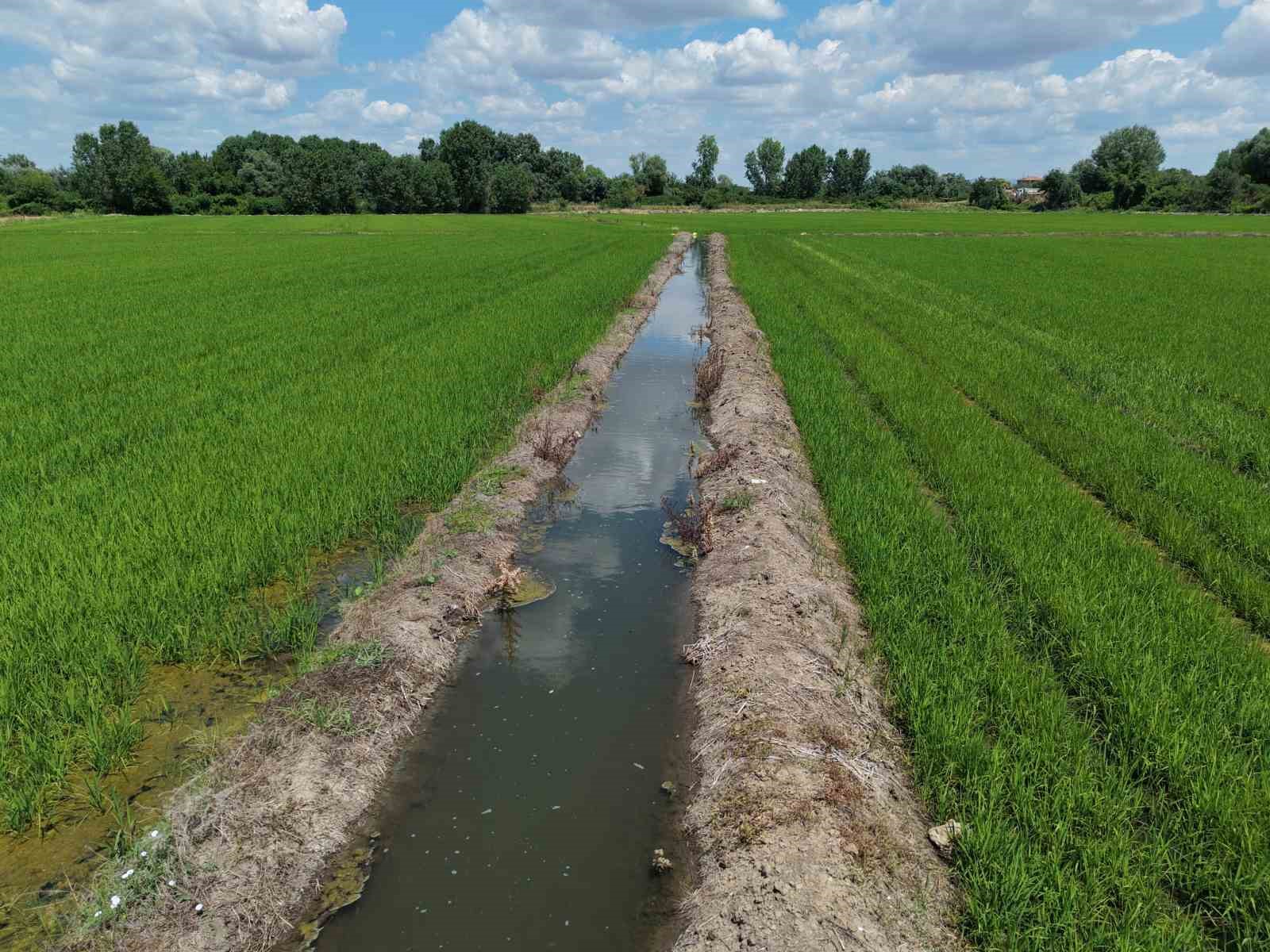 Edirne’de çeltiğe su bereketi: Rekolte 400 bin tonu aşacak 5 edirnede celtige su bereketi rekolte 400 bin tonu asacak 1 d3kXFe8G