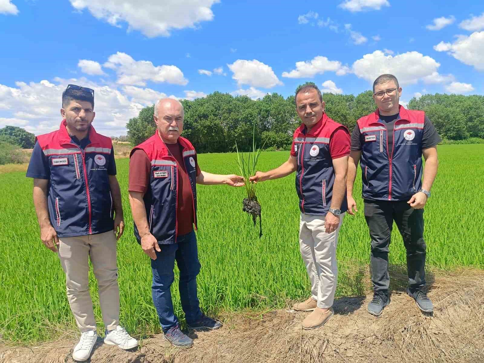 Edirne’de çeltiğe su bereketi: Rekolte 400 bin tonu aşacak 7 edirnede celtige su bereketi rekolte 400 bin tonu asacak 3 MuzG2AnH