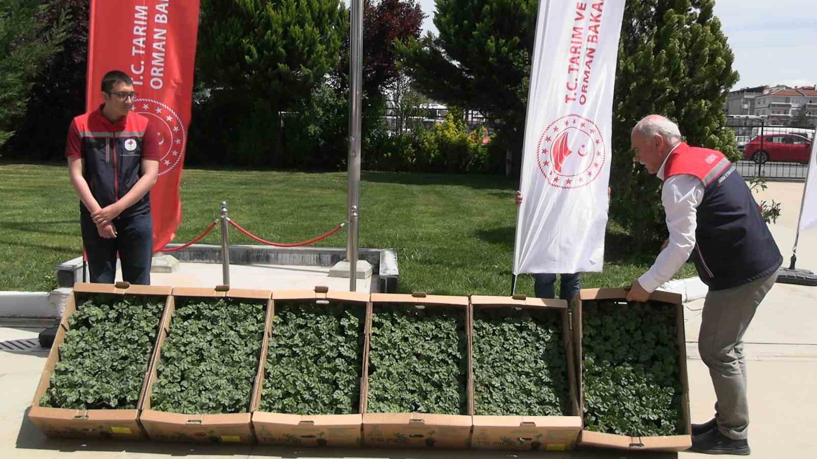 edirnede karpuz fideleri ureticiyle bulustu 63 ciftciye 60 bin fide dagitildi 0 88CIpCkr