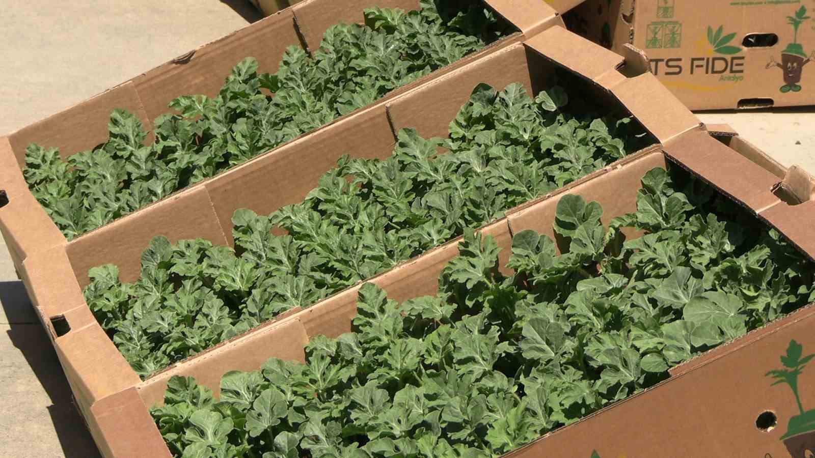edirnede karpuz fideleri ureticiyle bulustu 63 ciftciye 60 bin fide dagitildi 3 kAnhnJvR