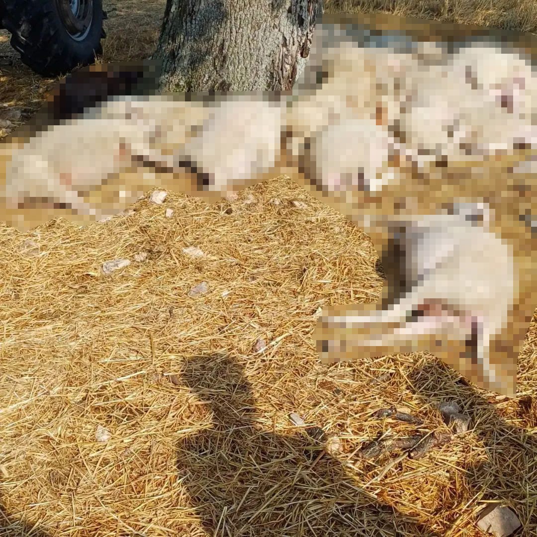 Edirne’de sağanak ve dolu yağışı: Yıldırım 30 koyunu telef etti, dolu çatılara zarar verdi 4 edirnede saganak ve dolu yagisi yildirim 30 koyunu telef etti dolu catilara zarar verdi CK1BOJcu