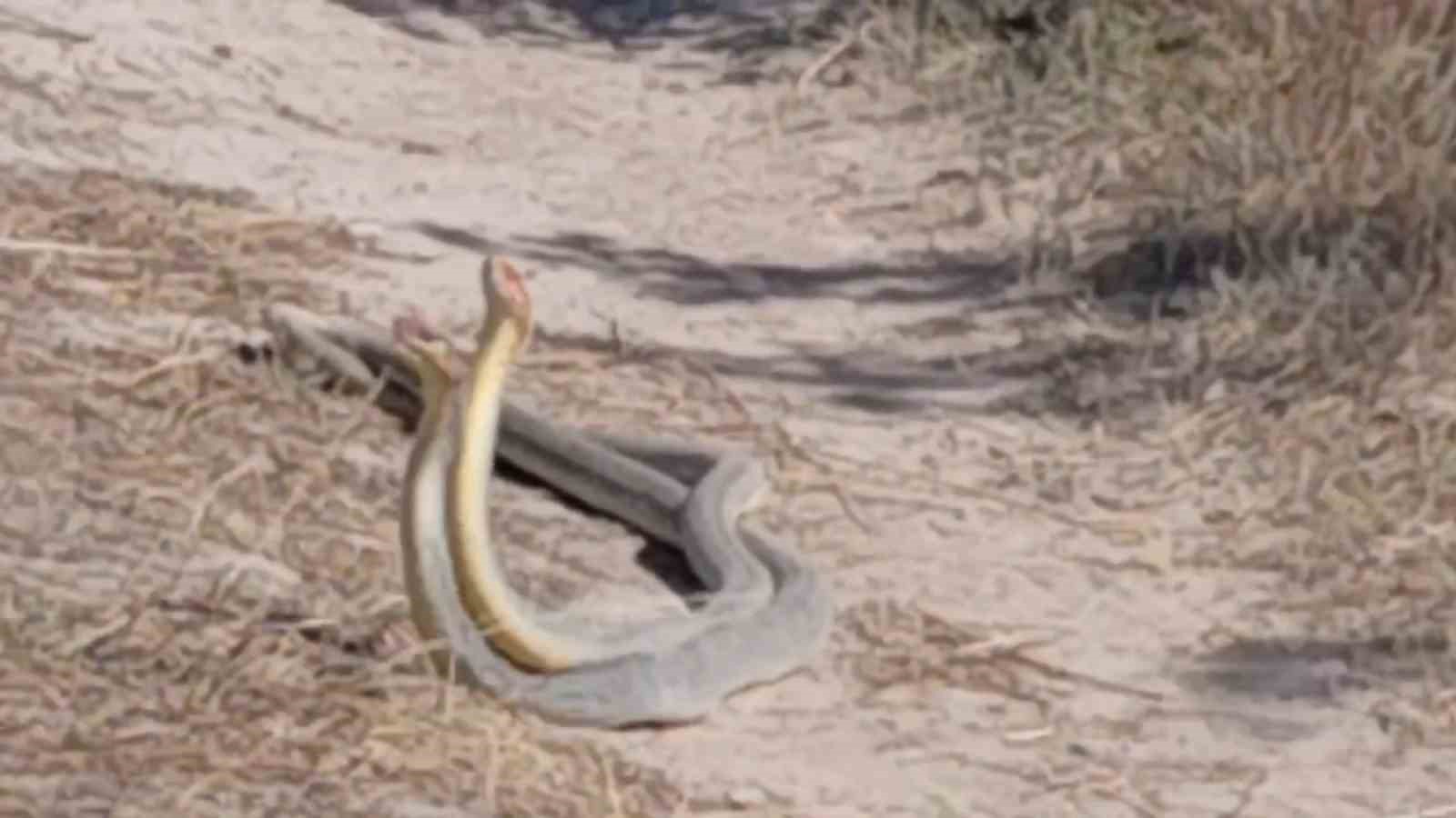 edirnede sicak hava yilanlari dans ettirdi 0