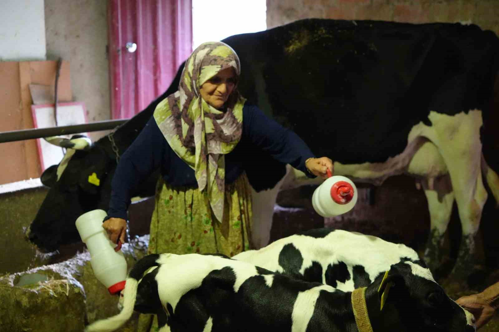Edirne’de üçüz buzağı sürprizi: "Rabbim bereketini üç kat verdi" 5 edirnede ucuz buzagi surprizi rabbim bereketini uc kat verdi 1