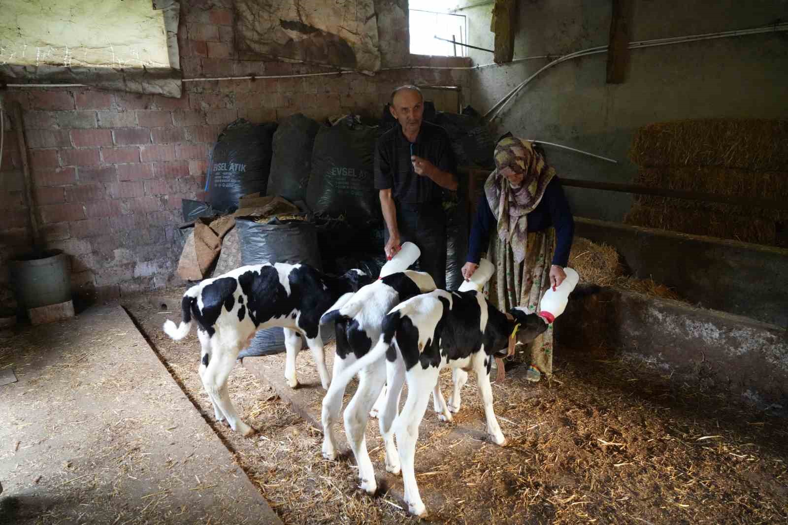 Edirne’de üçüz buzağı sürprizi: "Rabbim bereketini üç kat verdi" 9 edirnede ucuz buzagi surprizi rabbim bereketini uc kat verdi 5 MmaqyyL2