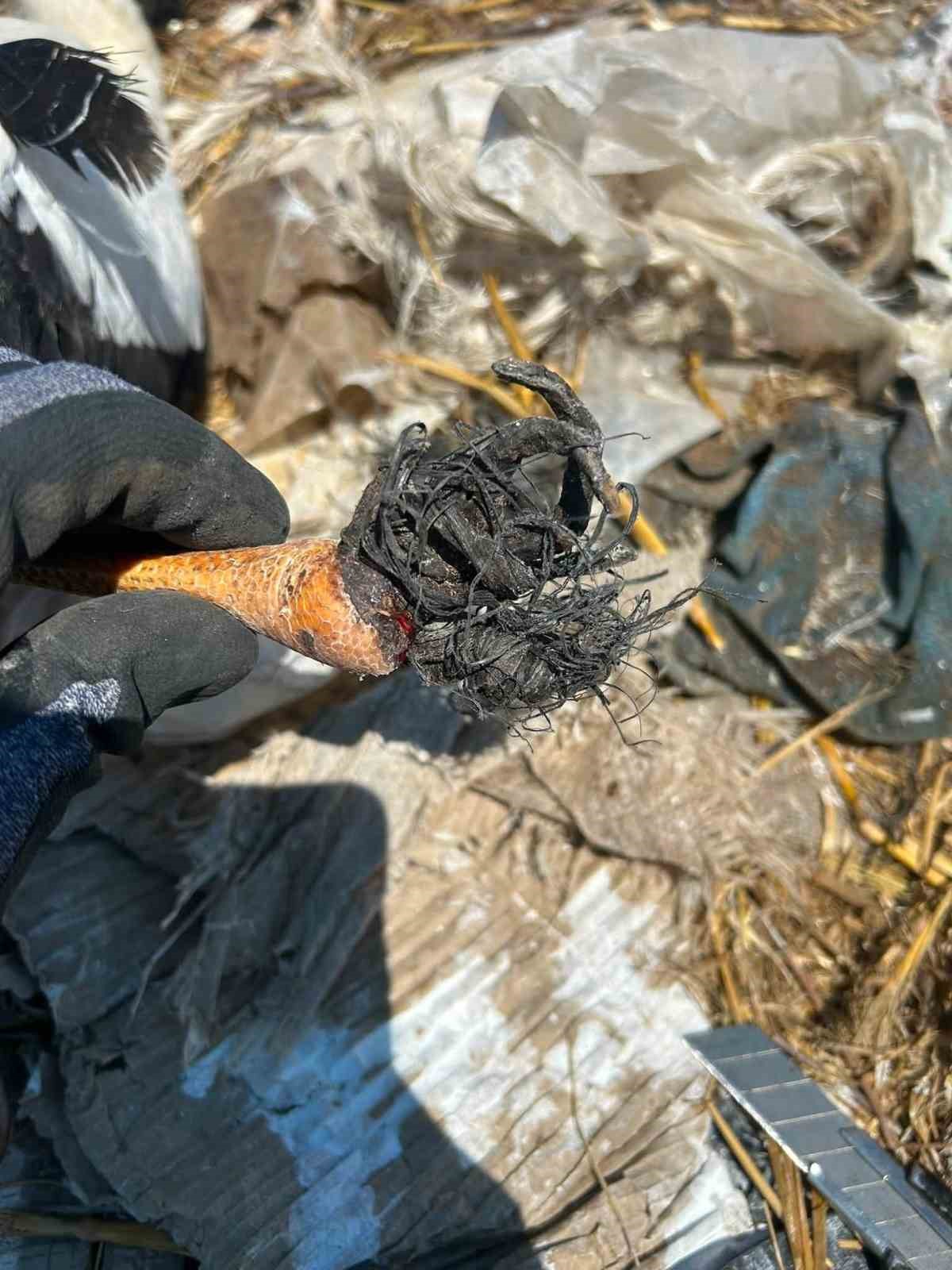 Edirne’de yaralı leylek yavrusu muhtarın duyarlılığı ile kurtarıldı 5 edirnede yarali leylek yavrusu muhtarin duyarliligi ile kurtarildi 1