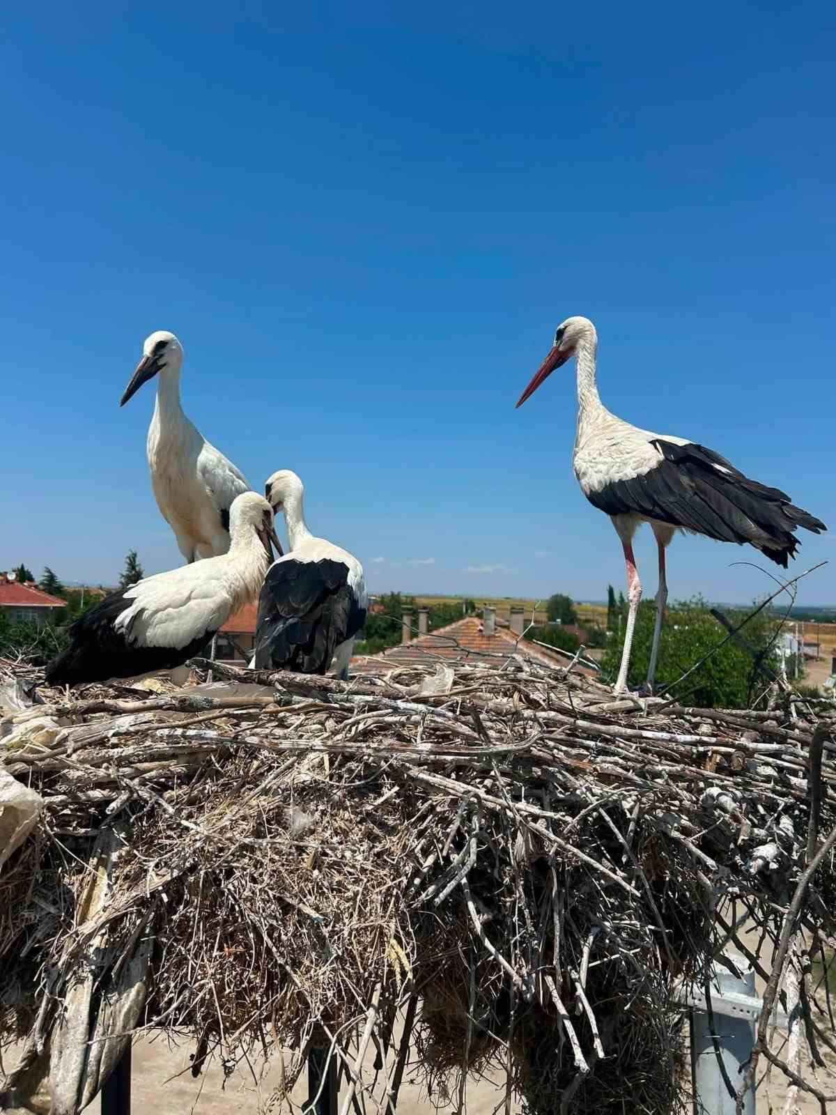 Edirne’de yaralı leylek yavrusu muhtarın duyarlılığı ile kurtarıldı 6 edirnede yarali leylek yavrusu muhtarin duyarliligi ile kurtarildi 2 3jd8MKWM