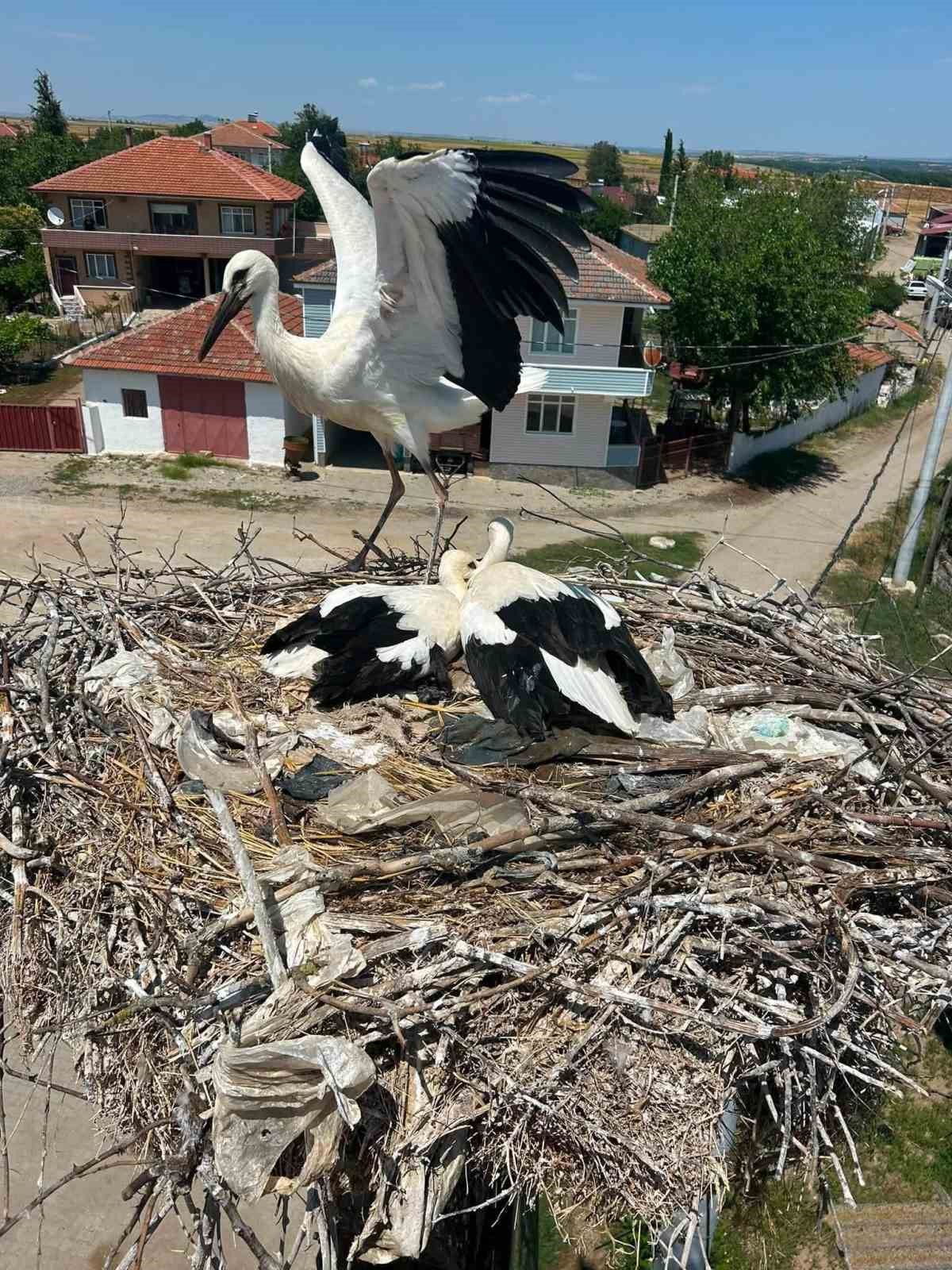 Edirne’de yaralı leylek yavrusu muhtarın duyarlılığı ile kurtarıldı 7 edirnede yarali leylek yavrusu muhtarin duyarliligi ile kurtarildi 3 GMzQlUz5