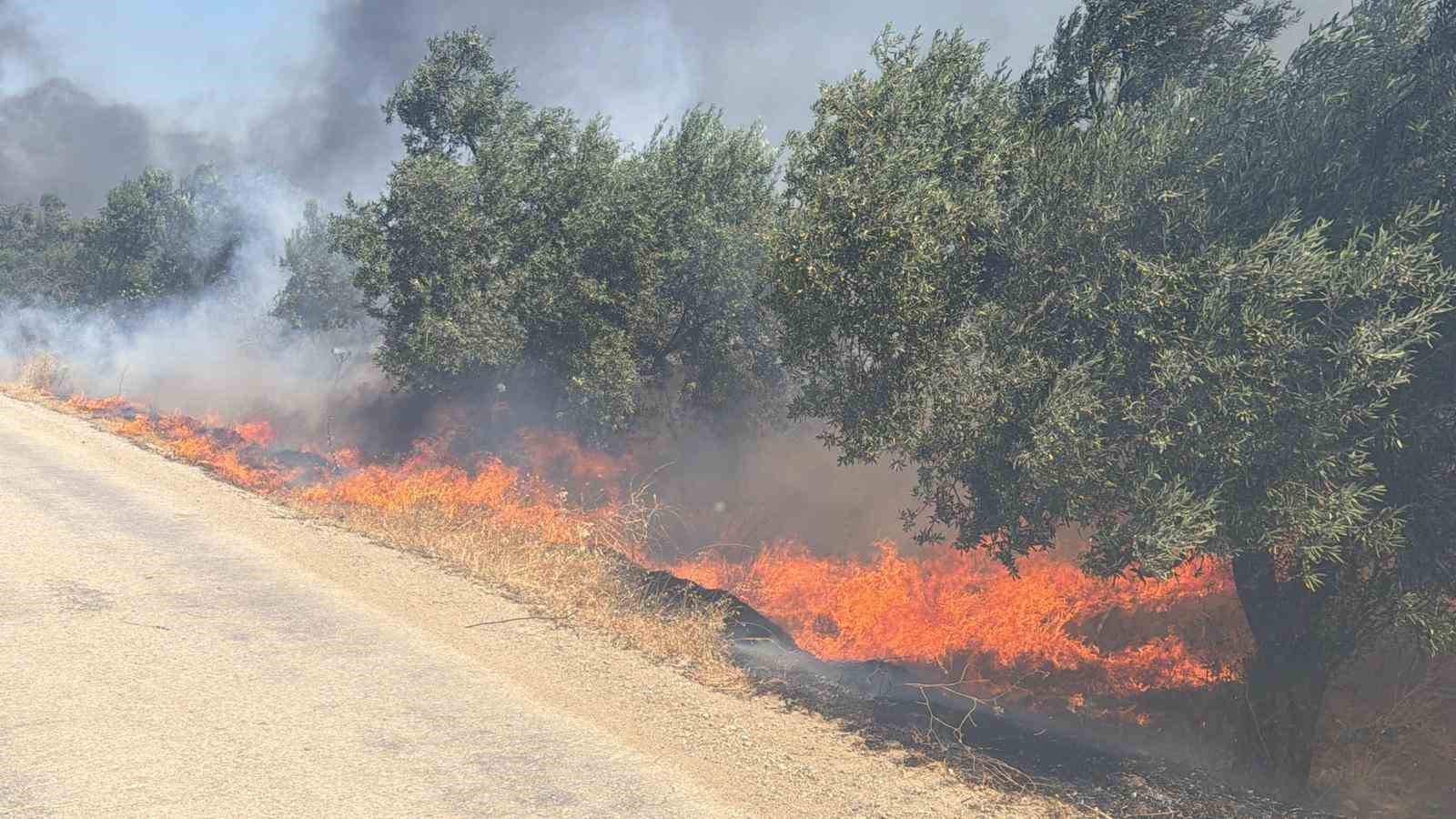 edremitte eski cop depolama alaninda cikan yangin zeytinliklere sicradi 0 nvYHicW7