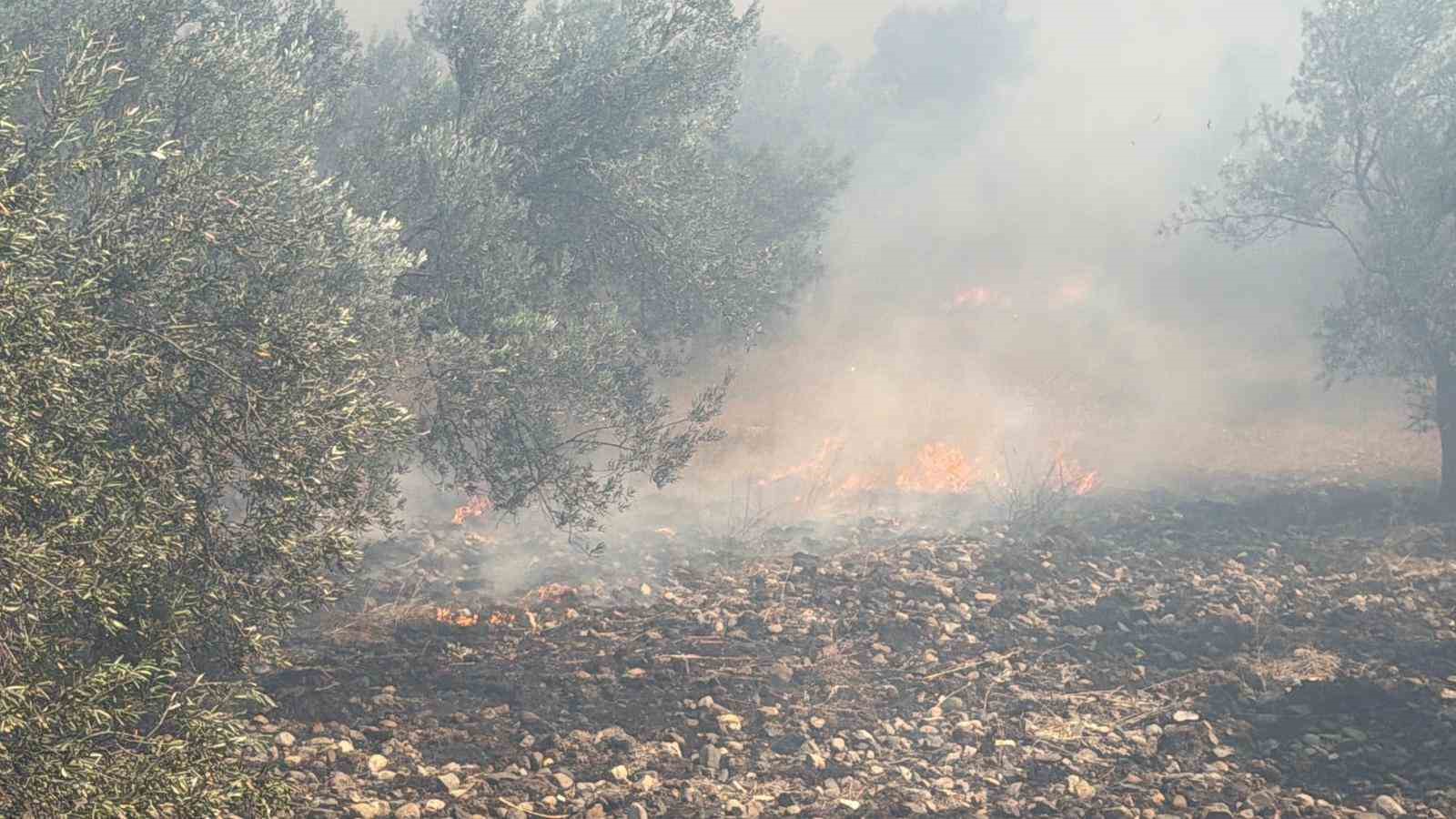 edremitte eski cop depolama alaninda cikan yangin zeytinliklere sicradi 1