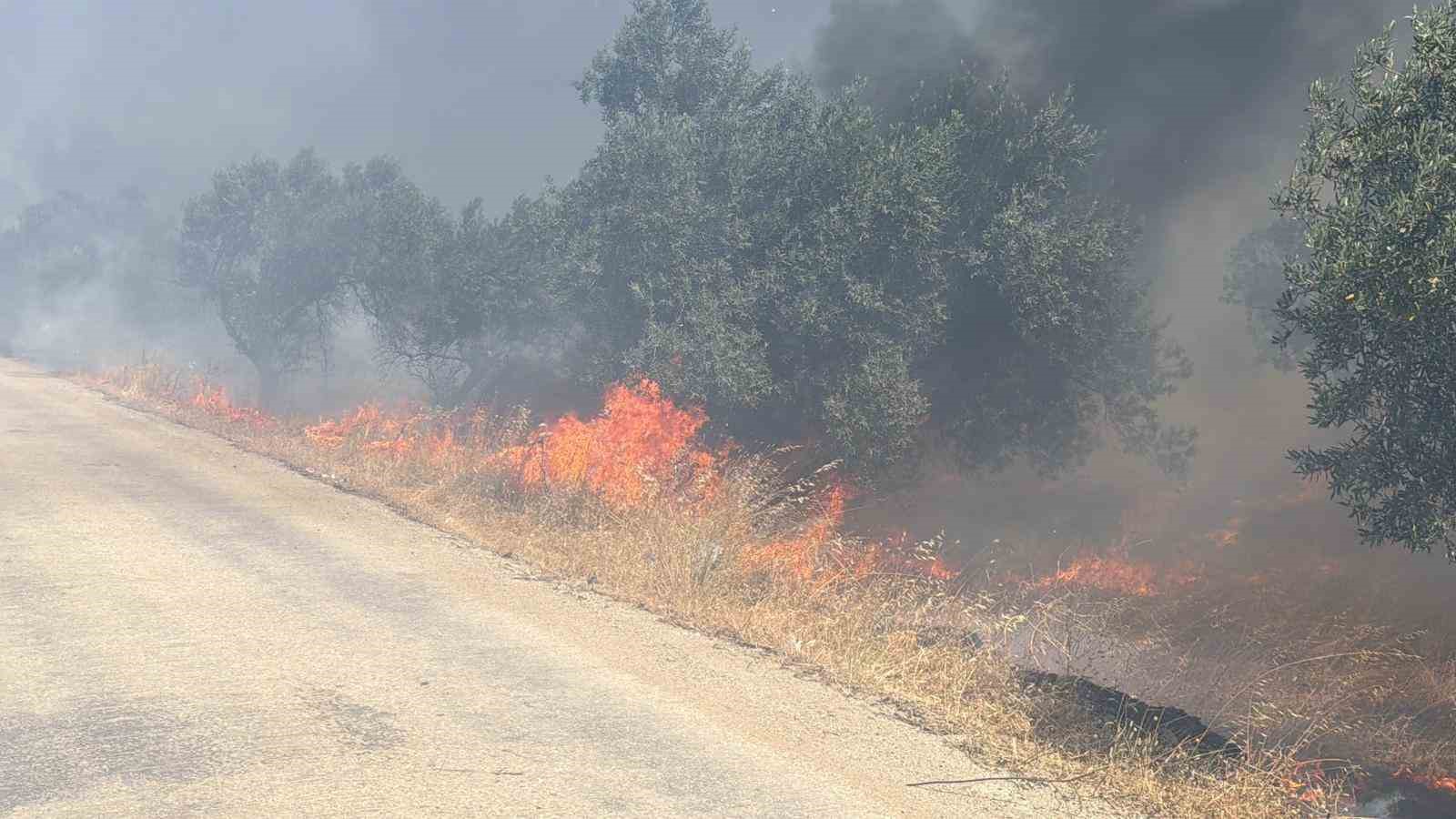 edremitte eski cop depolama alaninda cikan yangin zeytinliklere sicradi 2 rPXLdVQ2