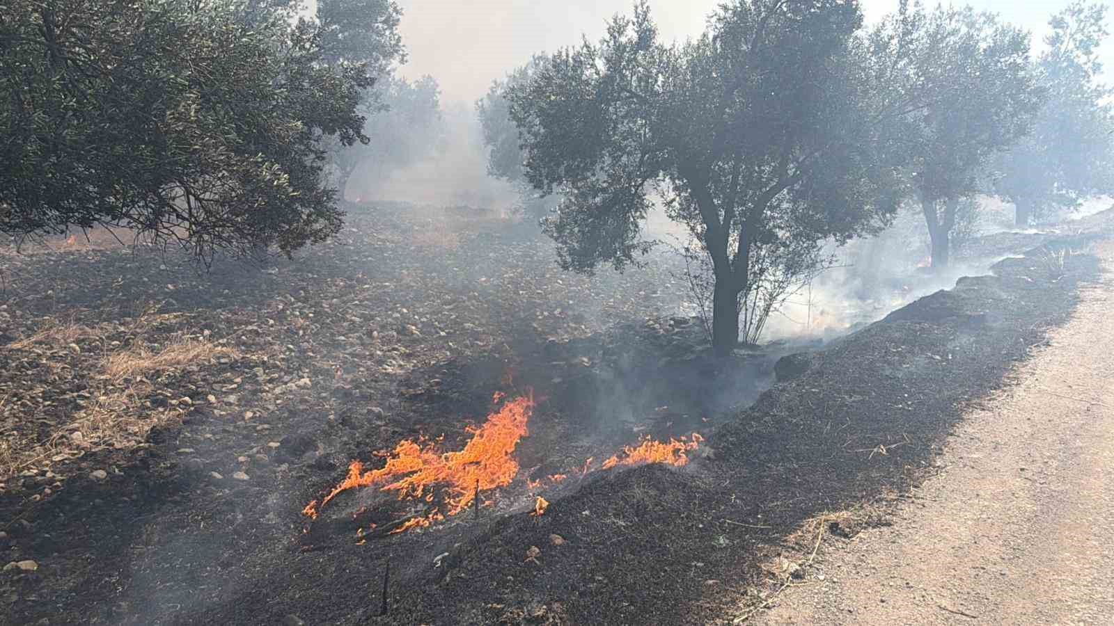 edremitte eski cop depolama alaninda cikan yangin zeytinliklere sicradi 5 q9OMfLlR