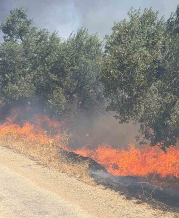 edremitte-eski-cop-depolama-alaninda-cikan-yangin-zeytinliklere-sicradi-fh2bhJ65.jpg