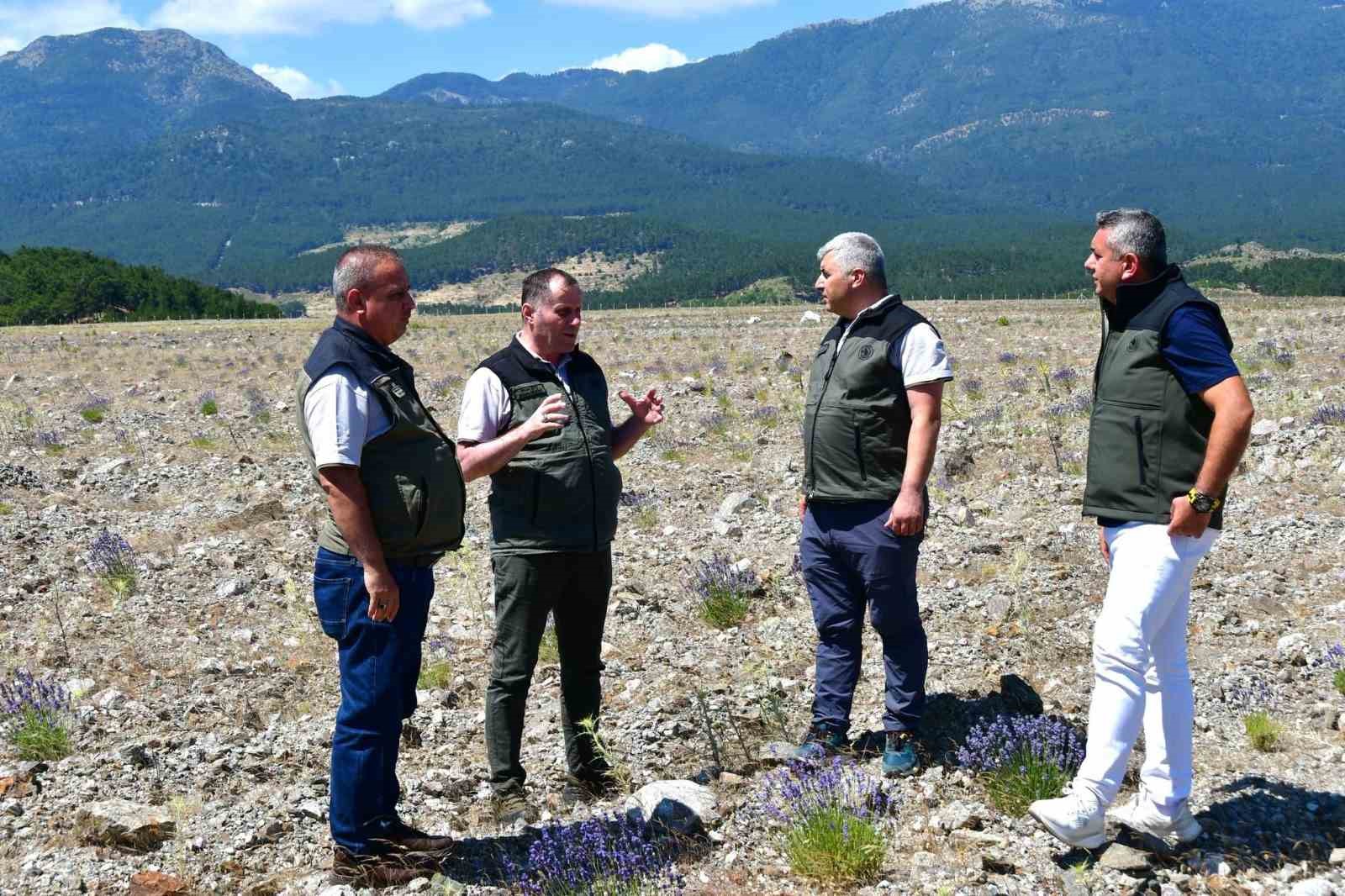 edremitte eski maden sahasi lavanta kokulu bal ormanina donustu 1 bXVCqMQd