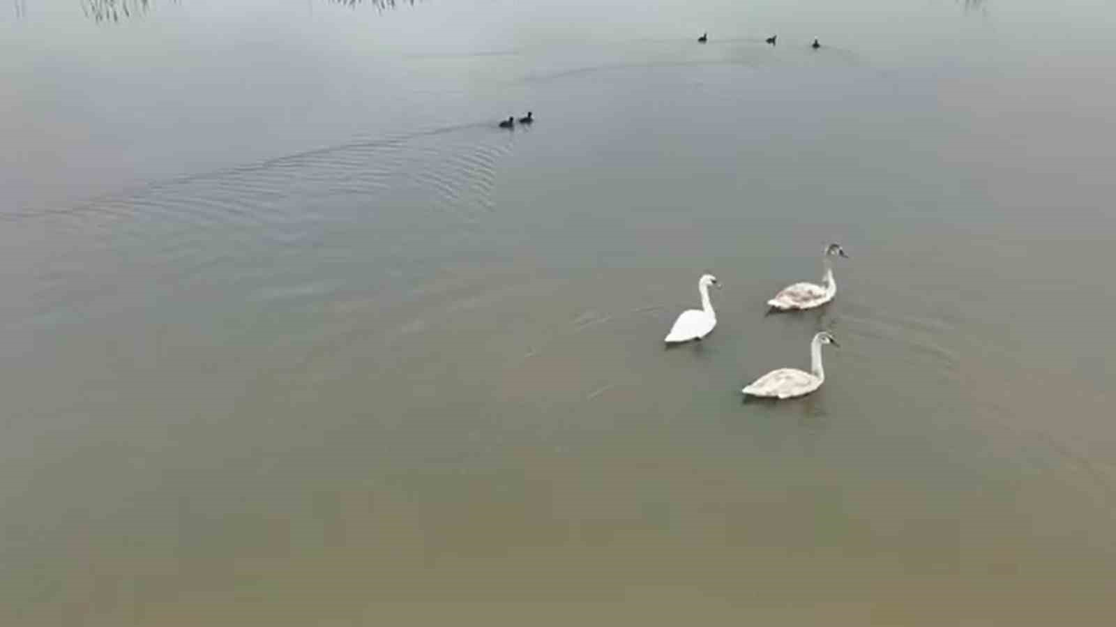 efteni golu kugulari misafir etti 0 btHAhDJY