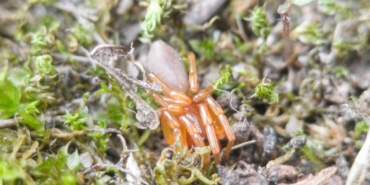 egenin-zirvelerinde-8-yeni-orumcek-turu-kesfedildi-B8Dli3QA.jpg