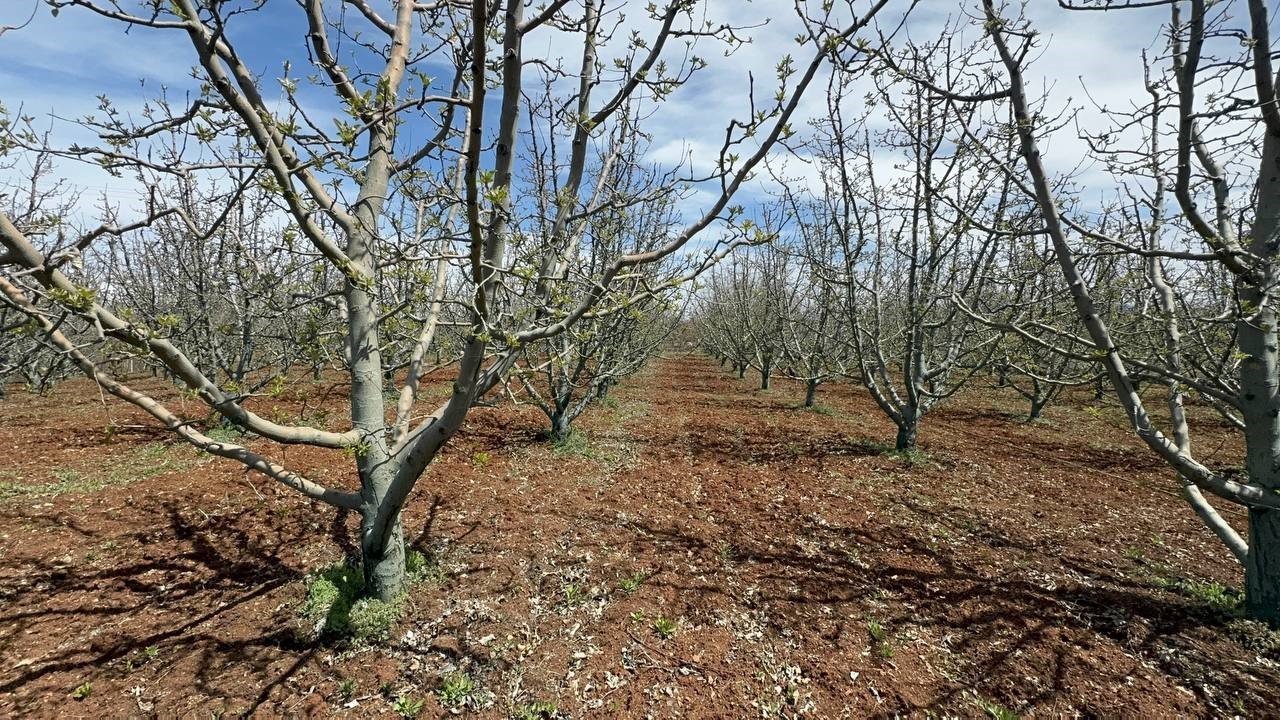 egirdir golundeki kuraklik tarimda yon degistirdi 4 EiA5GKIR