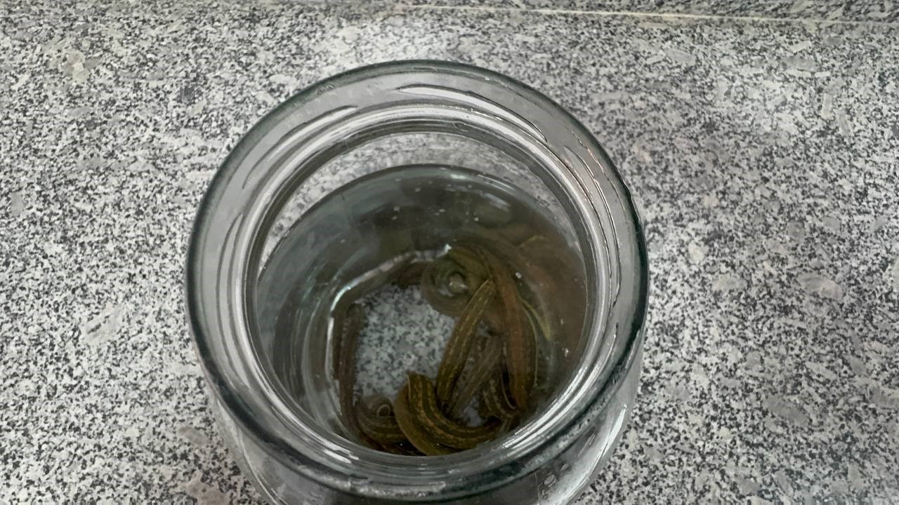 egirdirde yilda 20 bin tibbi suluk kontrollu ortamda uretiliyor 6
