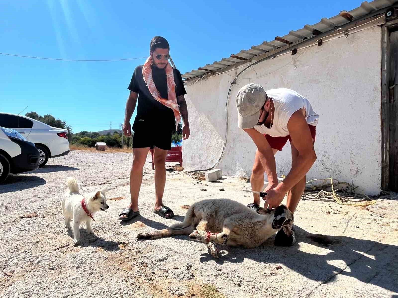 ehliyetine 5 yil sonra kavustu sevincini kurban keserek kutladi 0 ewKe94MM