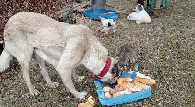 ekmek kavgasi bitti kedi ve kopekler dost oldu 1