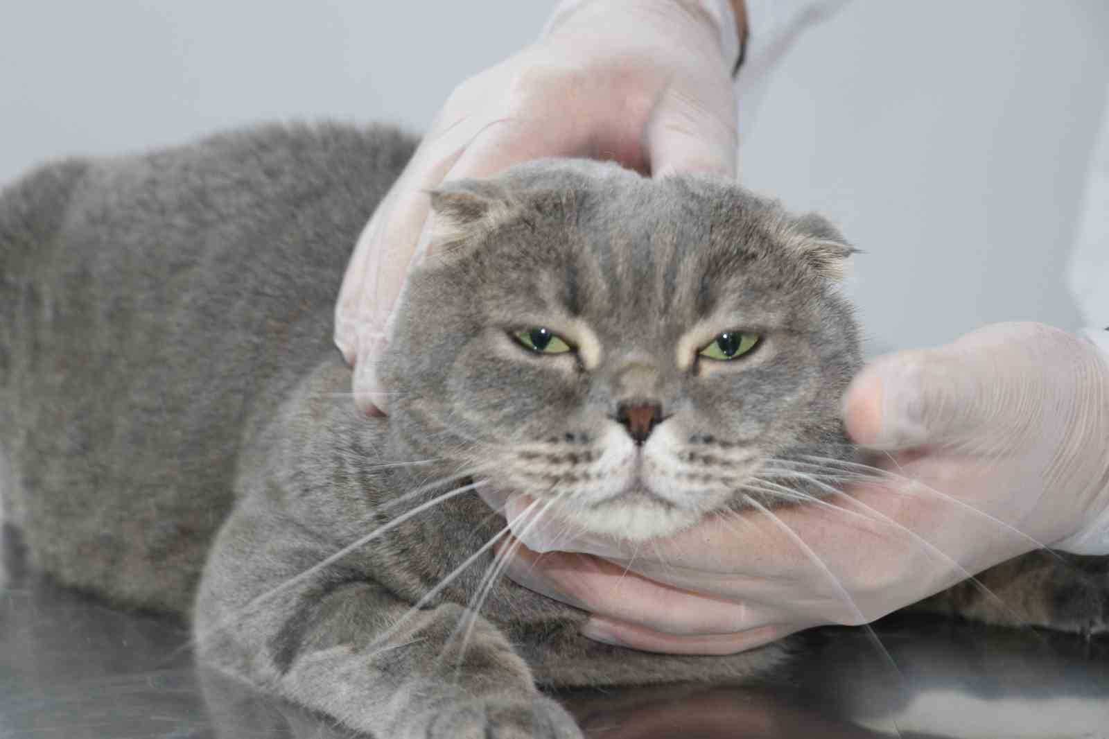 ekmek kavgasi bitti kedi ve kopekler dost oldu 2 CWnFa51n