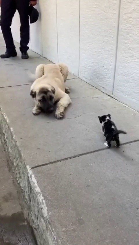 ekmek kavgasi bitti kedi ve kopekler dost oldu 4 MrBF6iav