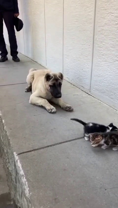 ekmek kavgasi bitti kedi ve kopekler dost oldu 5 ppmBarNj