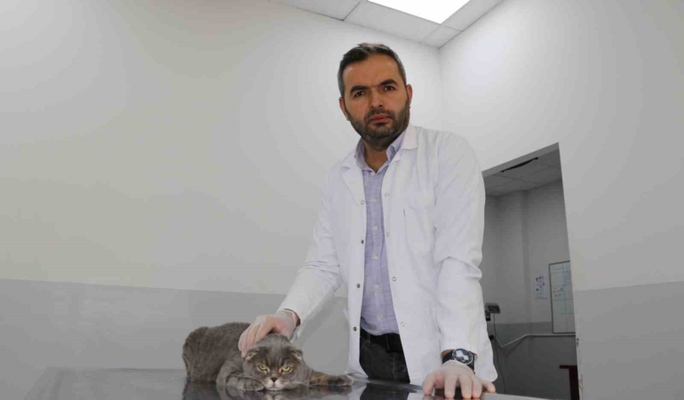 ekmek-kavgasi-bitti-kedi-ve-kopekler-dost-oldu-8RHssH9c.jpg
