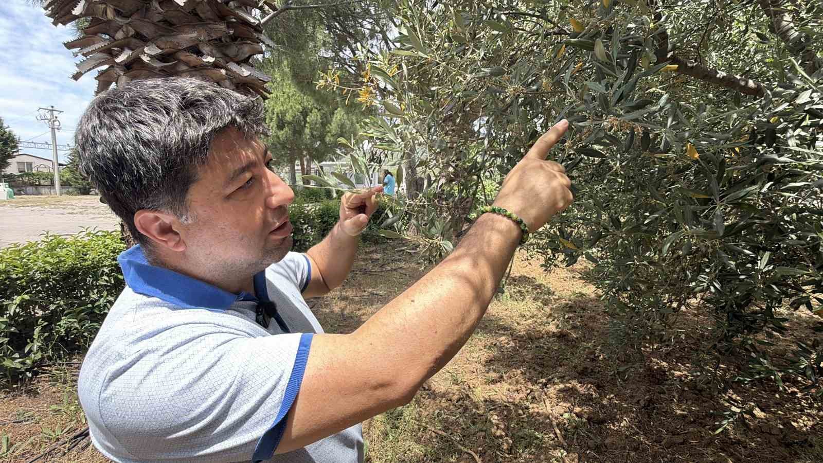 El Nino’ya karşı uzmanından zeytin üreticilerine kritik uyarılar 5 el ninoya karsi uzmanindan zeytin ureticilerine kritik uyarilar 1 wAdmbM3R