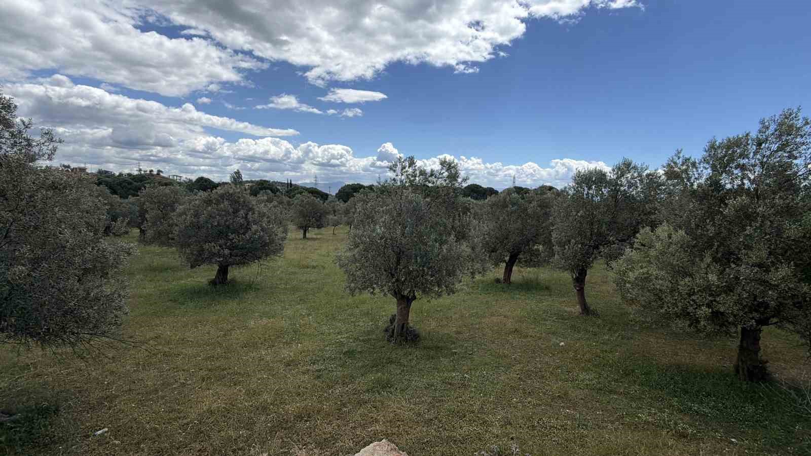 El Nino’ya karşı uzmanından zeytin üreticilerine kritik uyarılar 6 el ninoya karsi uzmanindan zeytin ureticilerine kritik uyarilar 2 FKACFqZJ