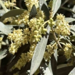 el-ninoya-karsi-uzmanindan-zeytin-ureticilerine-kritik-uyarilar-YyLTRlNM.jpg