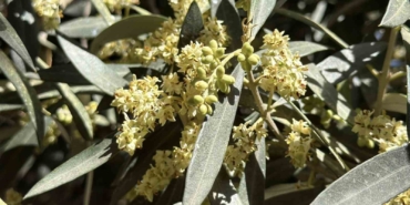 el-ninoya-karsi-uzmanindan-zeytin-ureticilerine-kritik-uyarilar-YyLTRlNM.jpg