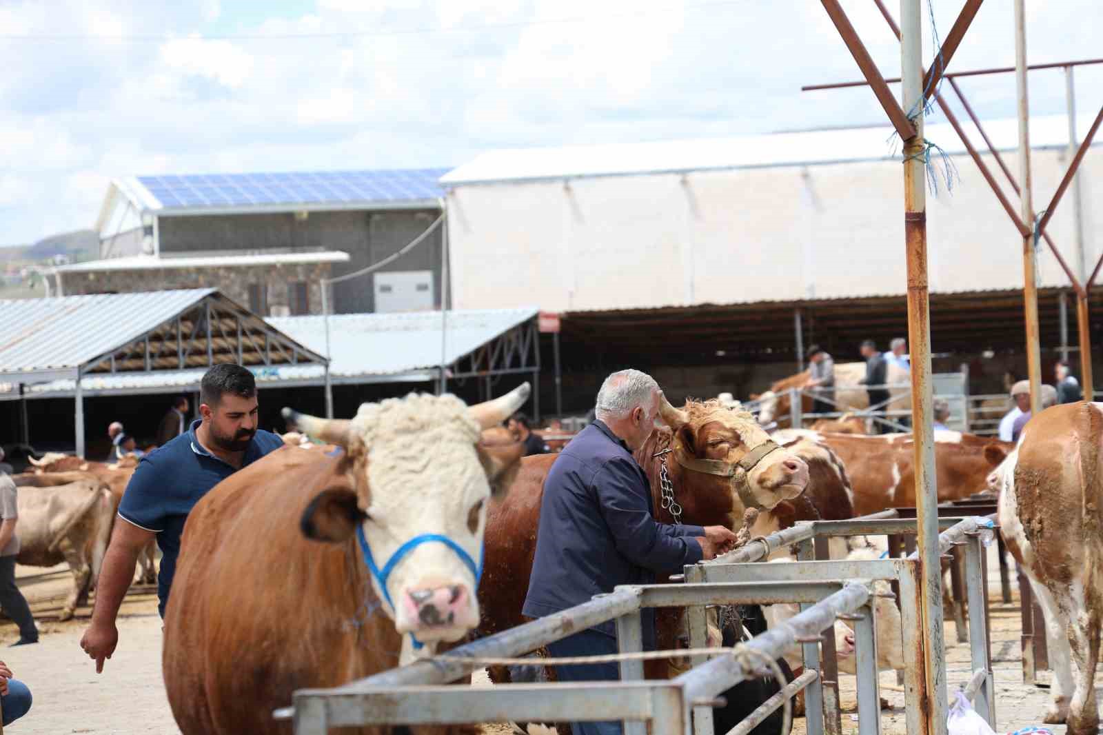 elazig hayvan pazarinda arife gunu yogunlugu 1 GEjNtucy