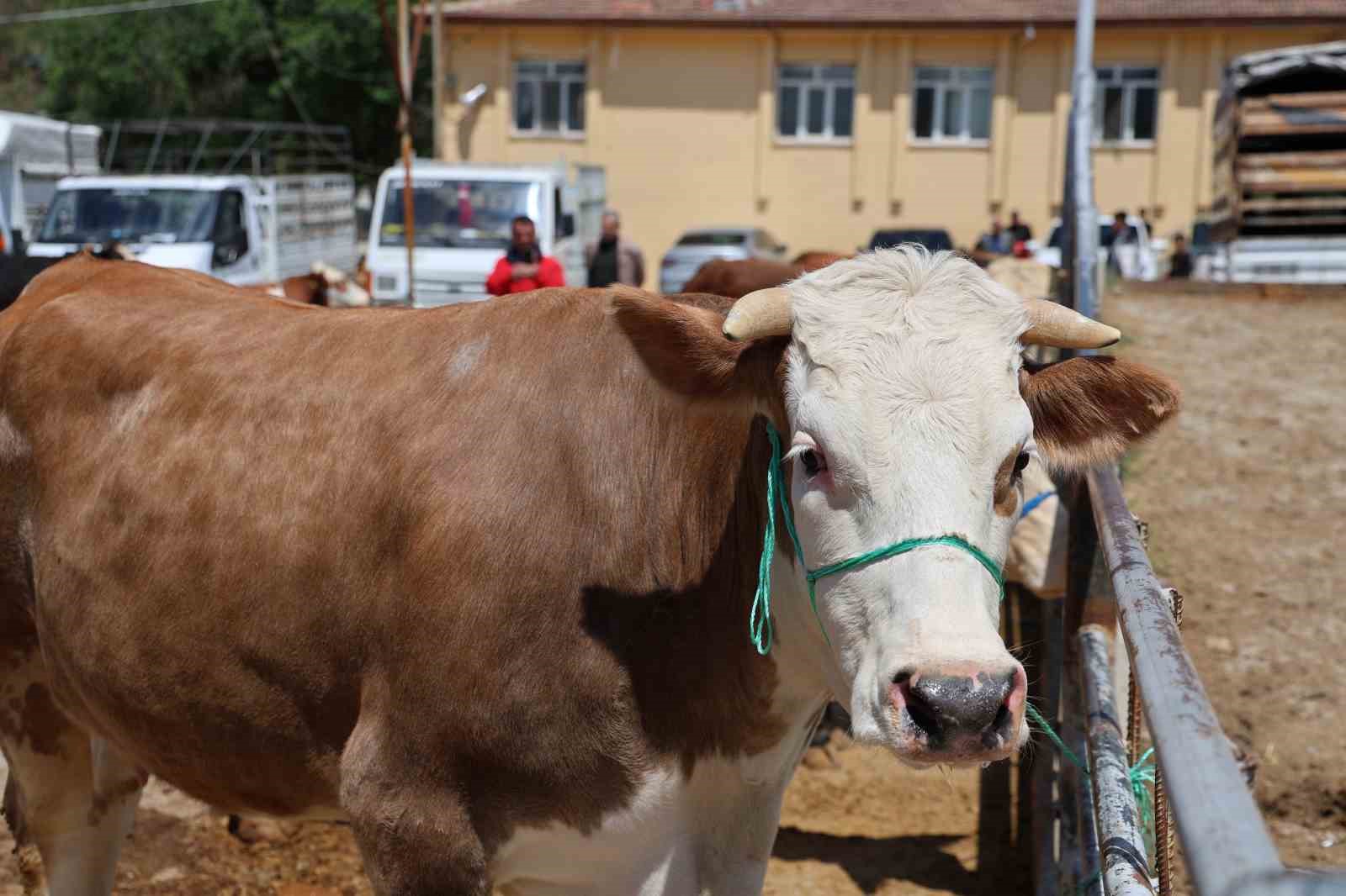 elazig hayvan pazarinda arife gunu yogunlugu 5 N96qsin4