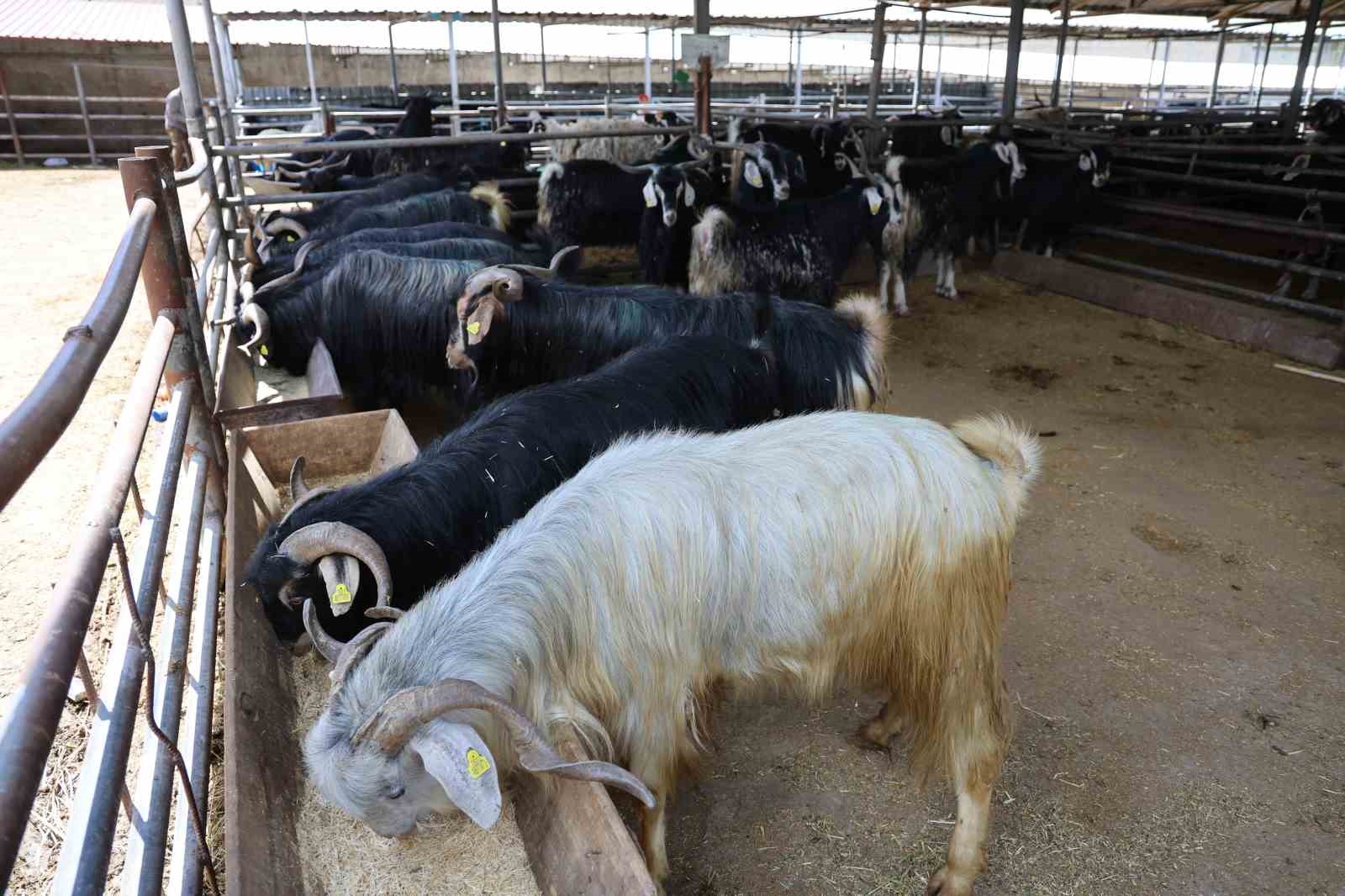 elazig hayvan pazarinda arife gunu yogunlugu 6 X4a9rTF4