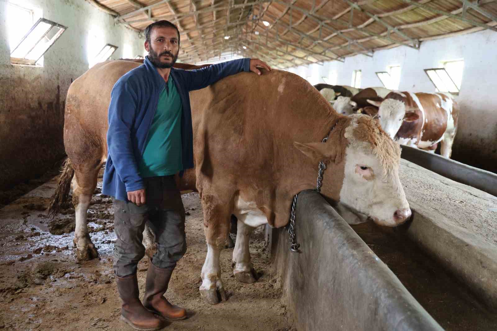 elazigda 1 ton 200 kiloluk isimsiz tosun alicisini bekliyor 0 ZAseESrY