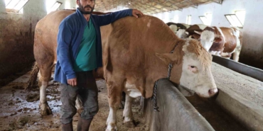 elazigda-1-ton-200-kiloluk-isimsiz-tosun-alicisini-bekliyor-LLCylCiT.jpg