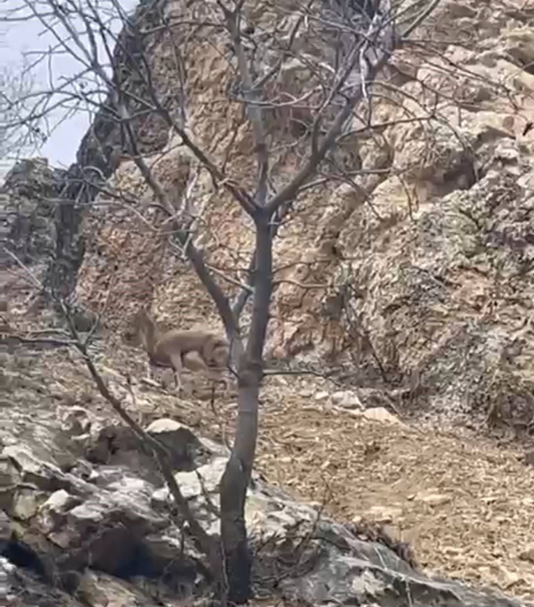 elazigda 3 ayakli yaban kecisi azmiyle sasirtti 0 lZpWySw7