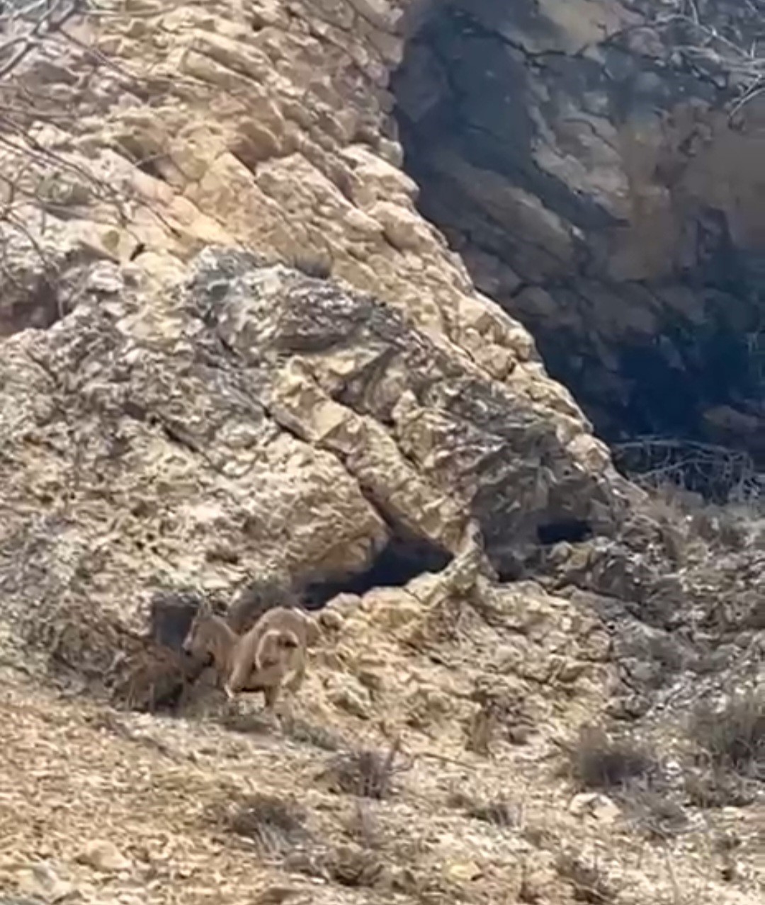 elazigda 3 ayakli yaban kecisi azmiyle sasirtti 1