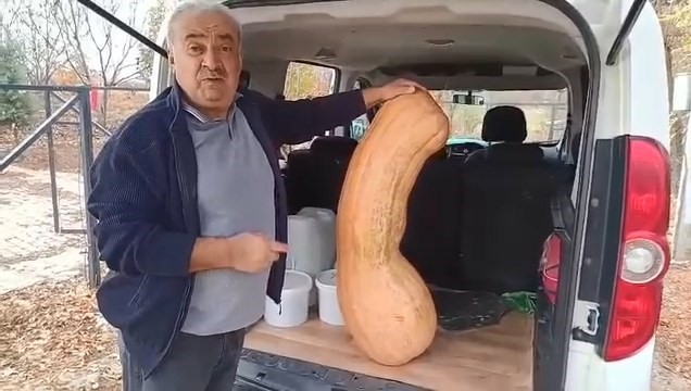 Elazığ’da 47 kilogramlık 113 santimetre kabak görenleri şaşırttı 4 elazigda 47 kilogramlik 113 santimetre kabak gorenleri sasirtti 0 dC8rT1ru