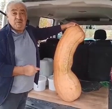 elazigda-47-kilogramlik-113-santimetre-kabak-gorenleri-sasirtti-Ucrb8Bwp.jpg