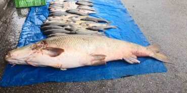 elazigda-52-kilogram-agirliginda-turna-yakalandi-CiVCXkLC.jpg