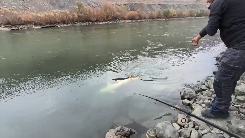 elazigda 60 kiloluk turna baligi yakalandi 2 zwSJdaqf