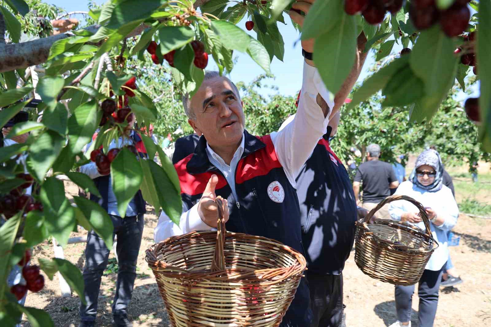 elazigda 7 bin dekar alanda kiraz hasadi devam ediyor 4 pHPLWwBC