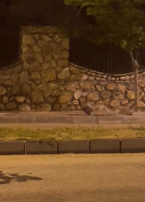 elazigda ac kalan tilki tavugu boyle goturdu 1 tlUaGbJc