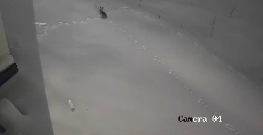 elazigda ac kalan yaban hayvanlari koye indi 1 OgaSpeYu