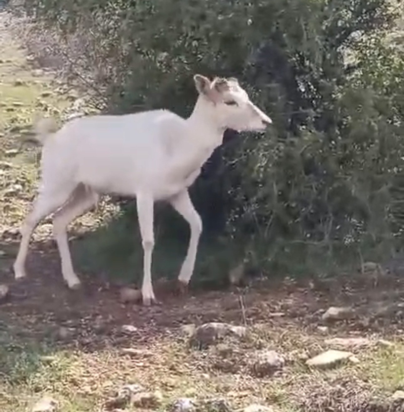 elazigda beyaz ala geyik bu kez koyun surusunde goruldu 2 y2S6sr1l