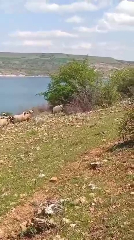 elazigda beyaz ala geyik bu kez koyun surusunde goruldu 3 egMMPdZM