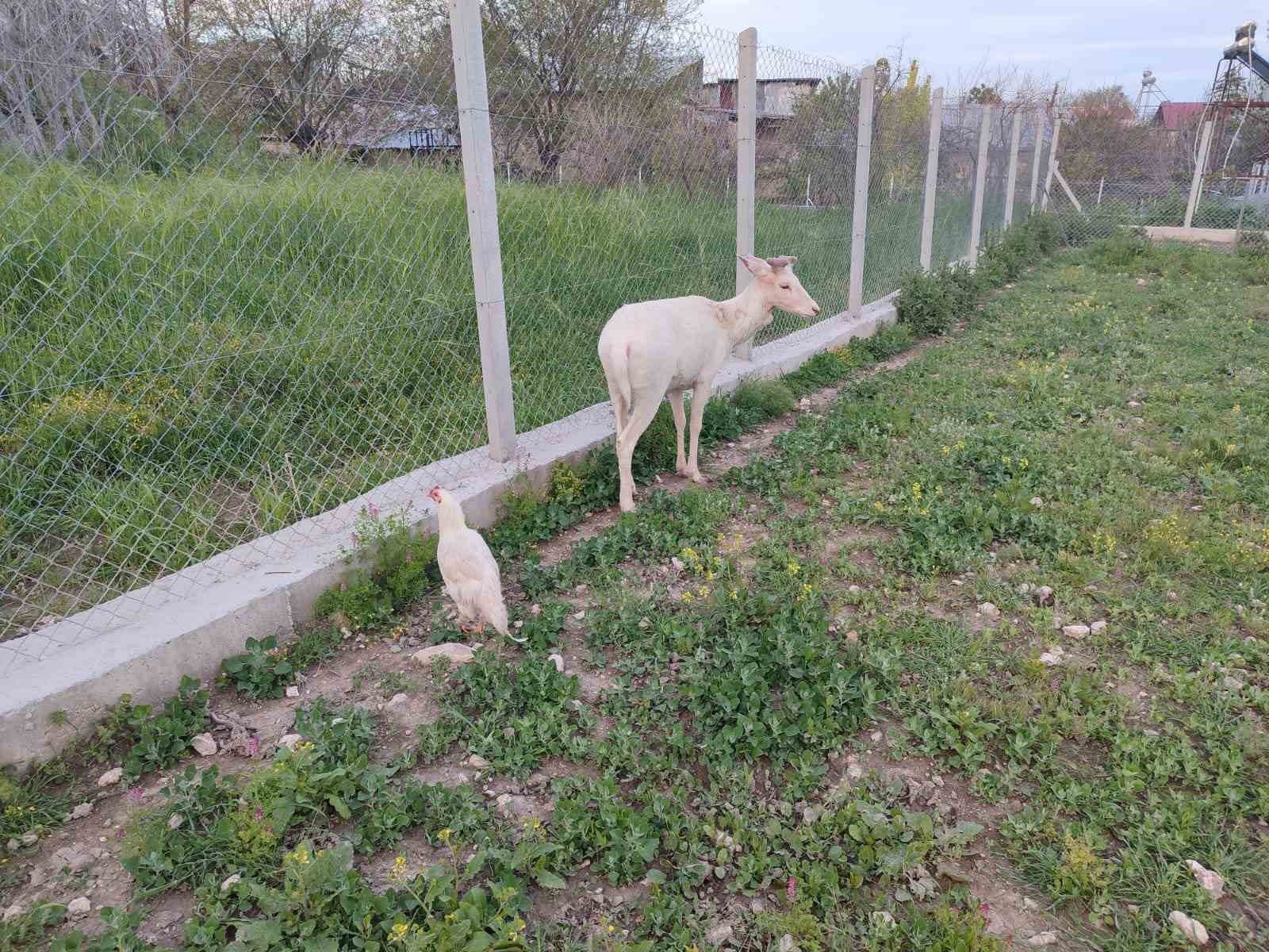 elazigda beyaz alageyik evin bahcesine indi 1 UYVO3waM