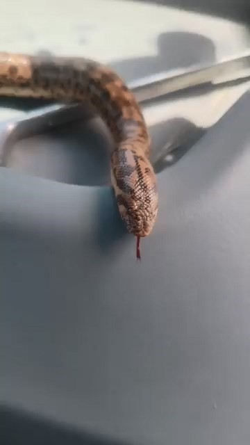 elazigda bir vatandas yakaladigi yilani traktorle gezdirdi 0 wbWZGf9n