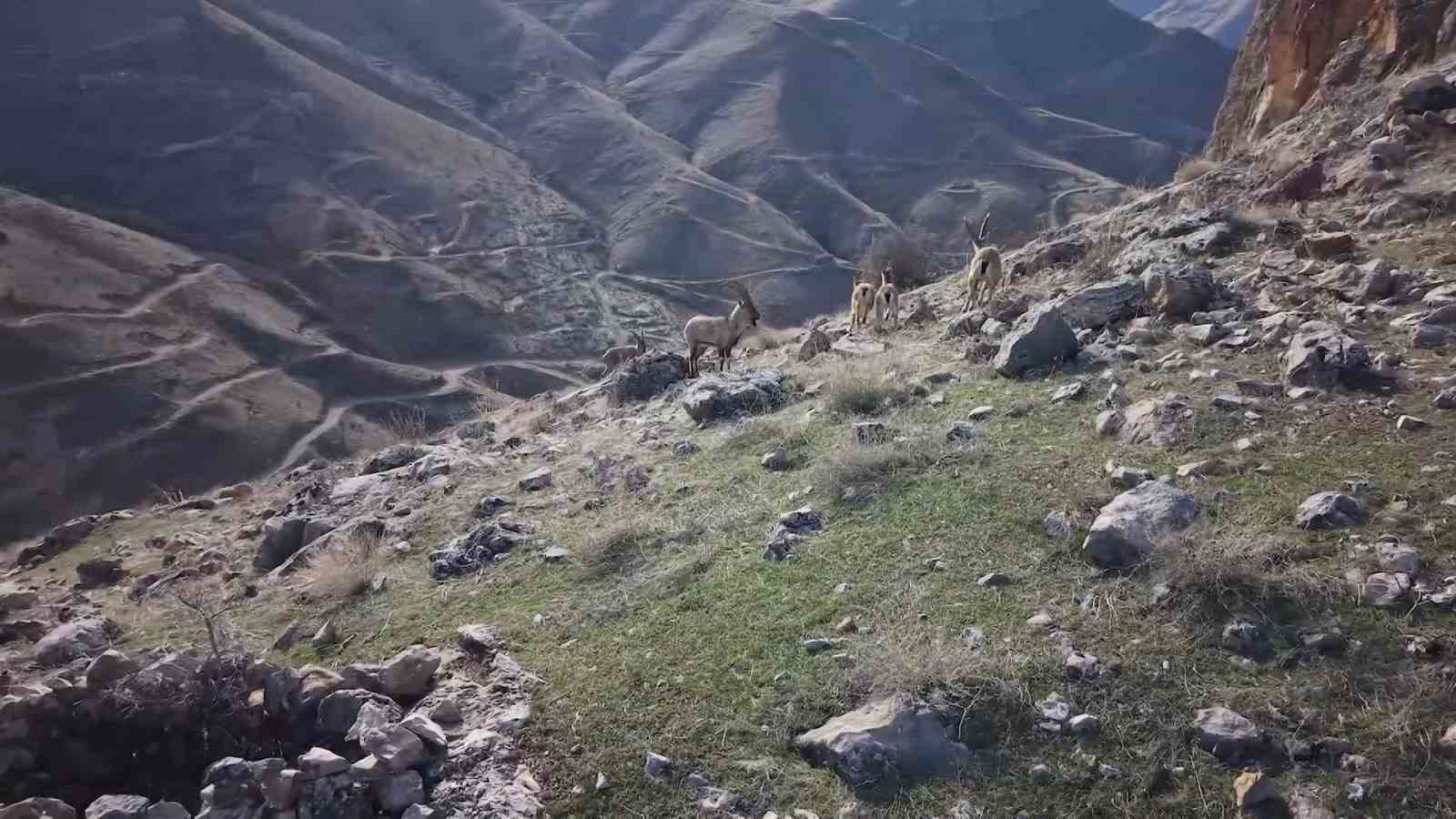 elazigda dag kecileri dron ile goruntulendi 1 n1RiAM3R
